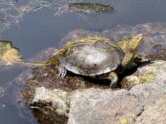 Galeria : rencontre avec une tortue discrète au barrage de Calca Galeria : rencontre avec une tortue discrète au barrage de Calca
