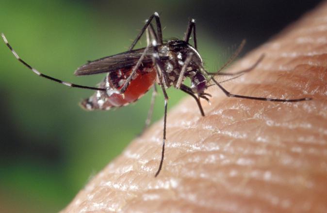 Un troisième cas autochtone de chikungunya confirmé à Porticcio