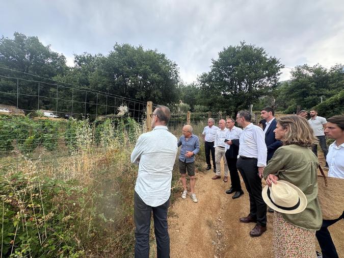 Dans le Ghjunsani, Alzipratu plante les plus hautes vignes de Corse