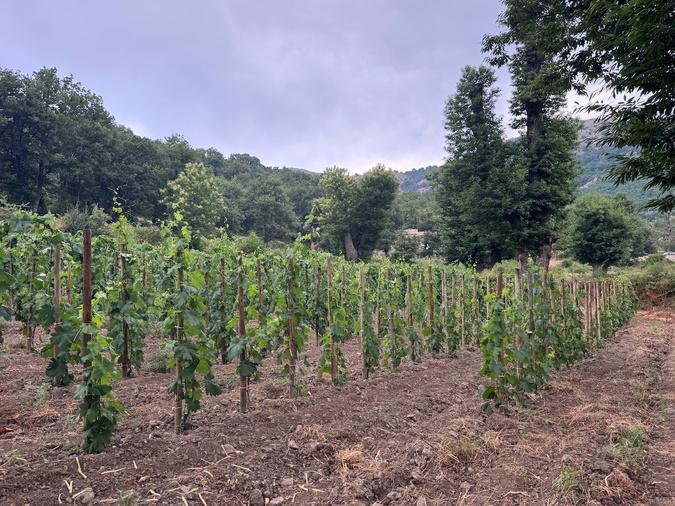Dans le Ghjunsani, Alzipratu plante les plus hautes vignes de Corse