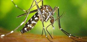 Chikungunya : un quatrième cas détecté en Corse-du-Sud, la transmission locale se confirme