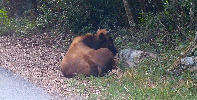 Un sexagénaire encorné par un taureau à Saleccia