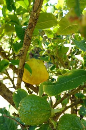 Evviva Capicorsu incù Alimea è musica : le "Cap jusqu'au bout de la Corse" Evviva Capicorsu incù Alimea è musica : le "Cap jusqu'au bout de la Corse"
