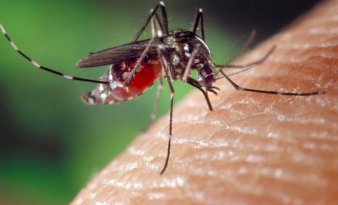 Un nouveau cas de chikungunya détecté à Ghisonaccia : deux foyers de transmission désormais actifs en Corse Un nouveau cas de chikungunya détecté à Ghisonaccia : deux foyers de transmission désormais actifs en Corse