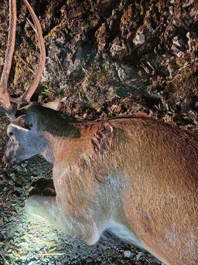 Un cerf tué à Castifau, le PNRC dépose plainte Un cerf tué à Castifau, le PNRC dépose plainte