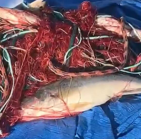 Aleria - Des pêcheurs en colère contre l'OEHC Aleria - Des pêcheurs en colère contre l'OEHC