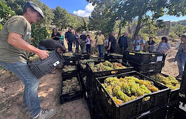 Pioggiola - Des vendanges à près de 850 mètres d’altitude Pioggiola - Des vendanges à près de 850 mètres d’altitude