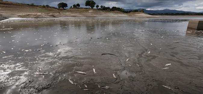 Teppe Rosse : la polémique enfle après des images de poissons morts dans le barrage Teppe Rosse : la polémique enfle après des images de poissons morts dans le barrage