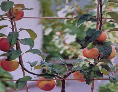 Mazzola : Un verger conservatoire pour les pommiers anciens Mazzola : Un verger conservatoire pour les pommiers anciens