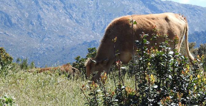 Casalabriva : quatre adolescents avouent le supplice d'une vache et son veau, diffusé sur les réseaux sociaux Casalabriva : quatre adolescents avouent le supplice d'une vache et son veau, diffusé sur les réseaux sociaux