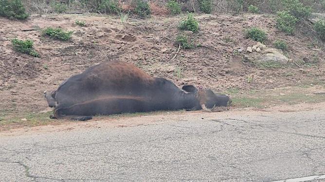 De nouveaux bovins tués sur la rive sud du golfe d’Ajaccio