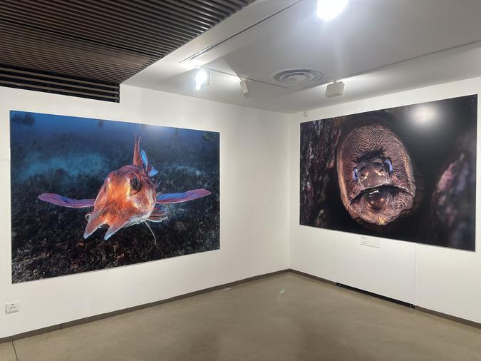 Bastia - Laurent Ballesta dévoile les trésors méconnus du Cap Corse Bastia - Laurent Ballesta dévoile les trésors méconnus du Cap Corse