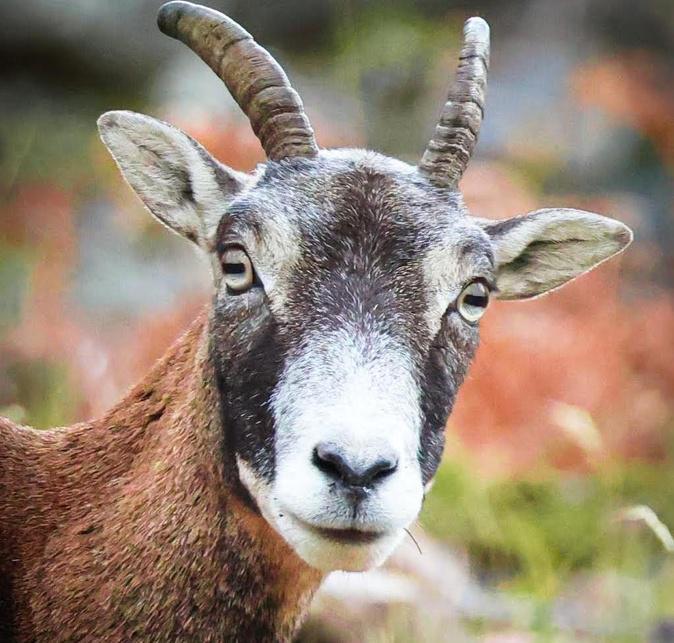 A màghjina - U bellu sguardu di u mufrone d’Ascu