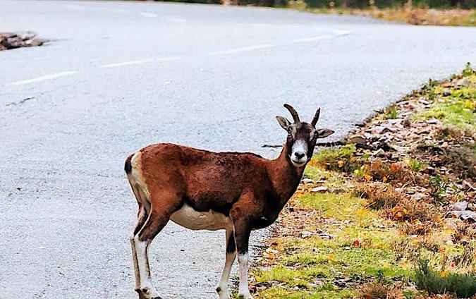 A màghjina - U bellu sguardu di u mufrone d’Ascu