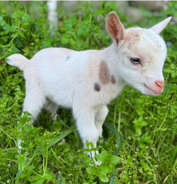 À Feliceto, un élevage rare de chèvres miniatures