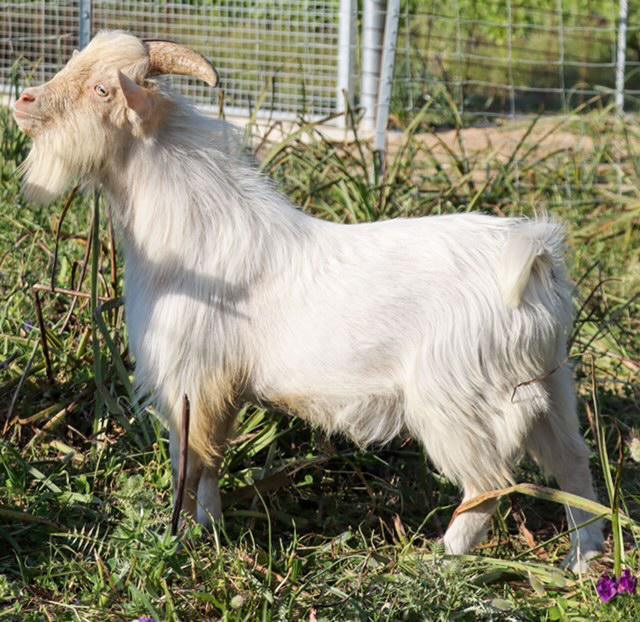 À Feliceto, un élevage rare de chèvres miniatures À Feliceto, un élevage rare de chèvres miniatures