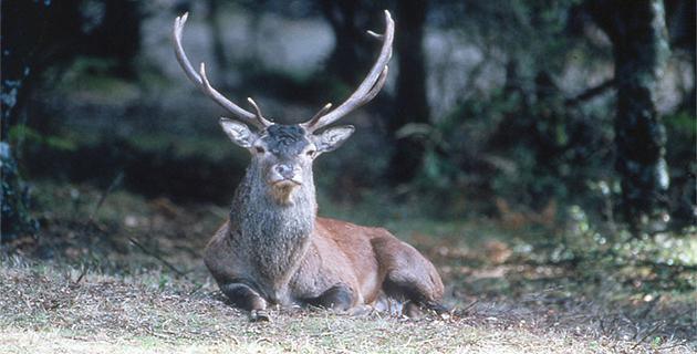Dégâts causés par le cerf corse : « On est dans un no man’s land juridique »