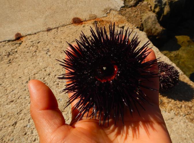 La pêche aux oursins fermée en Corse jusqu’au 15 février La pêche aux oursins fermée en Corse jusqu’au 15 février