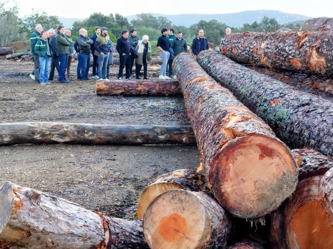 Sotta - Comment la nouvelle scierie portée par Delta Bois tente de relancer la filière insulaire Sotta - Comment la nouvelle scierie portée par Delta Bois tente de relancer la filière insulaire