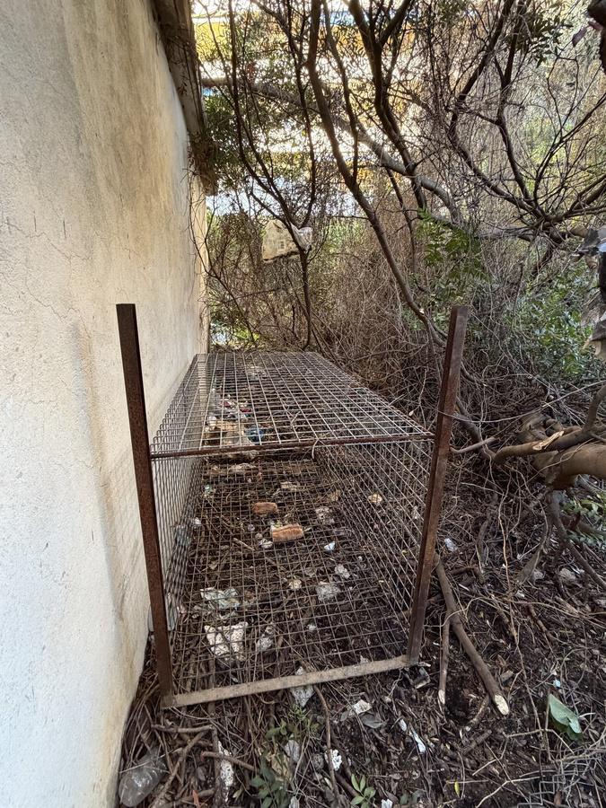 Ajaccio : Une cage de capture de sangliers sabotée à la résidence des Îles