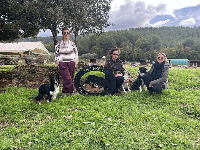 À Afa, Corsica Sheepdog initie les borders collies à la conduite de troupeaux