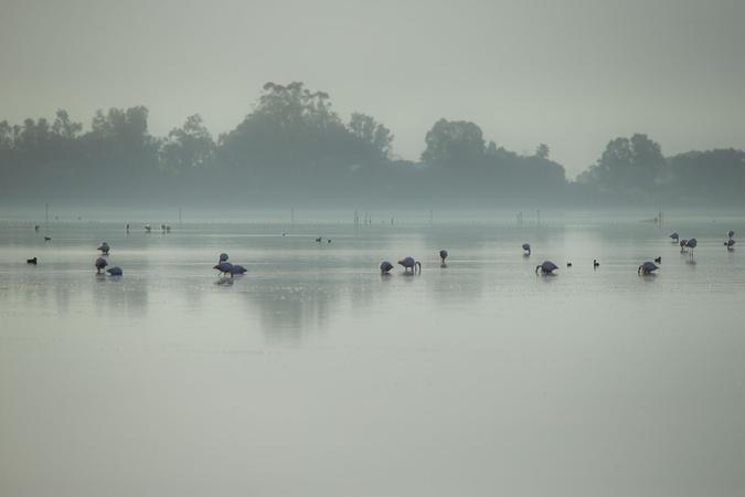 A màghjina - I flamingui di Chjurlinu
