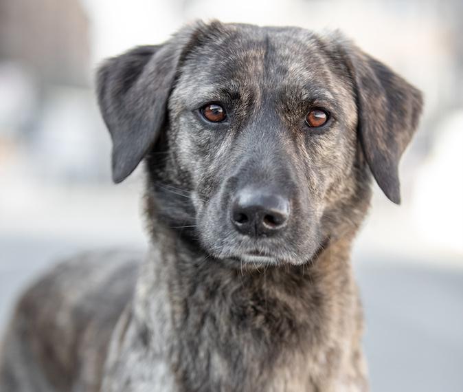 Quelles sont les races de chiens préférées des Corses en 2025 ? Quelles sont les races de chiens préférées des Corses en 2025 ?