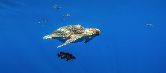 Un programme pour sensibiliser les élèves à la protection du Parc naturel marin du Cap Corse et de l’Agriate
