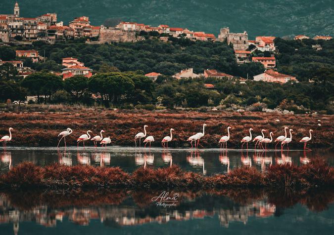 A màghjina - L’acelli di u sale