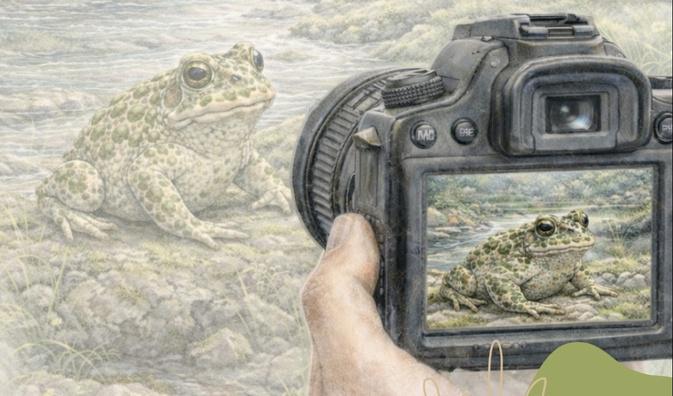 En Corse, les habitants invités à recenser cistudes d’Europe et crapauds verts pour mieux les protéger En Corse, les habitants invités à recenser cistudes d’Europe et crapauds verts pour mieux les protéger