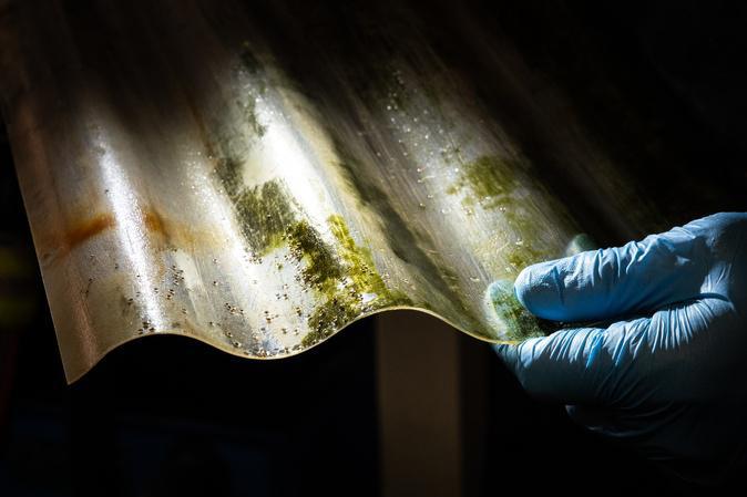 Stella Mare obtient plus de 5 000 juvéniles de patelle géante pour soutenir la restauration de l’espèce