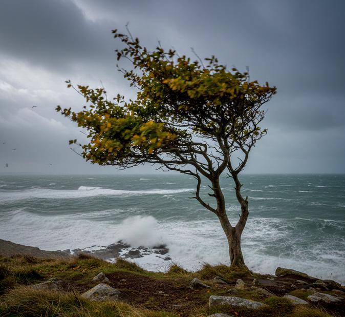A màghjina - Una vintata in Capicorsu