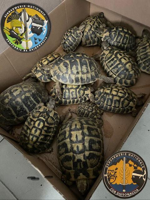Ghisonaccia : la gendarmerie ouvre une enquête après la découverte de 16 tortues d'Hermann au domicile d'un particulier Ghisonaccia : la gendarmerie ouvre une enquête après la découverte de 16 tortues d'Hermann au domicile d'un particulier