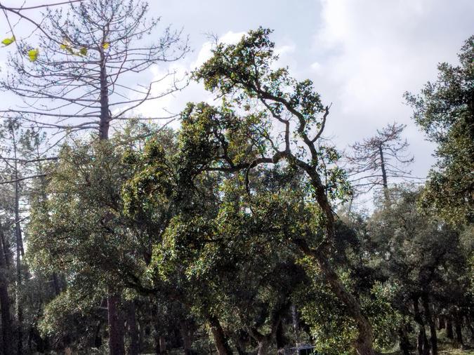  Insectes ravageurs : faut-il s’inquiéter pour le pin maritime en Corse ?