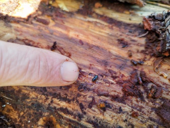 Insectes ravageurs : faut-il s’inquiéter pour le pin maritime en Corse ? Insectes ravageurs : faut-il s’inquiéter pour le pin maritime en Corse ?