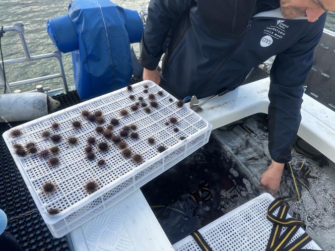 À Luri, Stella Mare relâche 70 000 oursins juvéniles À Luri, Stella Mare relâche 70 000 oursins juvéniles