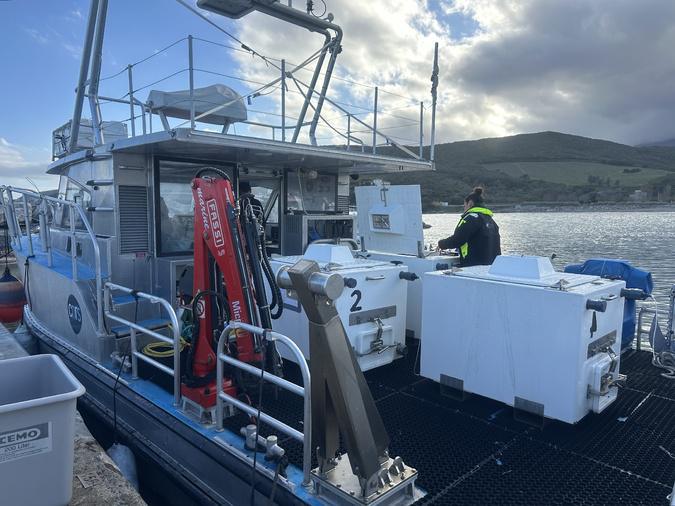 À Luri, Stella Mare relâche 70 000 oursins juvéniles À Luri, Stella Mare relâche 70 000 oursins juvéniles