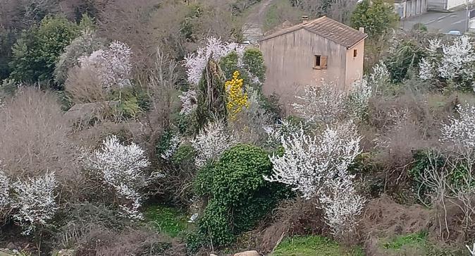 A màghjina - Sbuccia u veranu curtinese