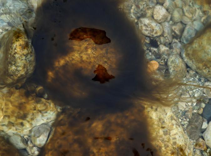 Corte : Faut-il s’inquiéter de la prolifération d’algues brunes dans nos cours d’eau ? Corte : Faut-il s’inquiéter de la prolifération d’algues brunes dans nos cours d’eau ?