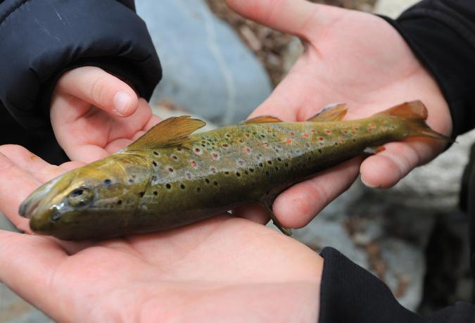 Pêche à la truite : Une ouverture au succès mitigé pour les pêcheurs insulaires Pêche à la truite : Une ouverture au succès mitigé pour les pêcheurs insulaires