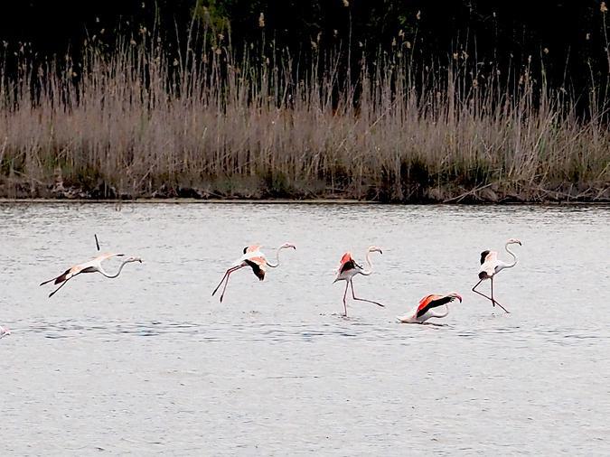 A màghjina - u ballu di i flamanti rosa nantu à u stagnu di Palu