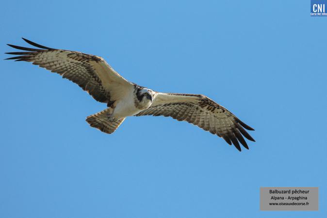 Balbuzard pêcheur : consultation publique sur la protection des nids en Corse