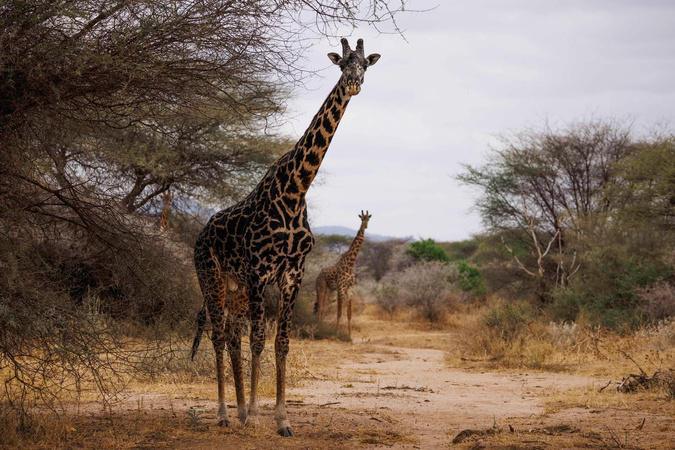 Corte : Bianchi Safaris, pour des souvenirs mémorables ! Corte : Bianchi Safaris, pour des souvenirs mémorables !