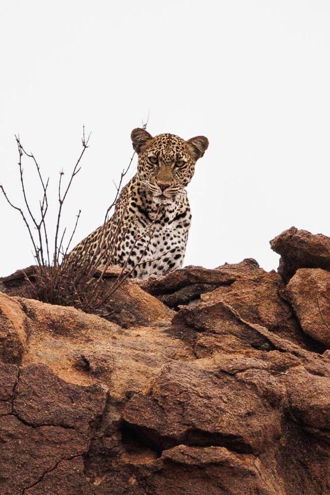 Corte : Bianchi Safaris, pour des souvenirs mémorables ! Corte : Bianchi Safaris, pour des souvenirs mémorables !