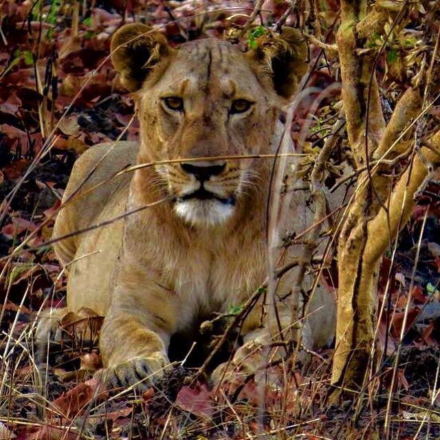 Corte : Bianchi Safaris, pour des souvenirs mémorables ! Corte : Bianchi Safaris, pour des souvenirs mémorables !