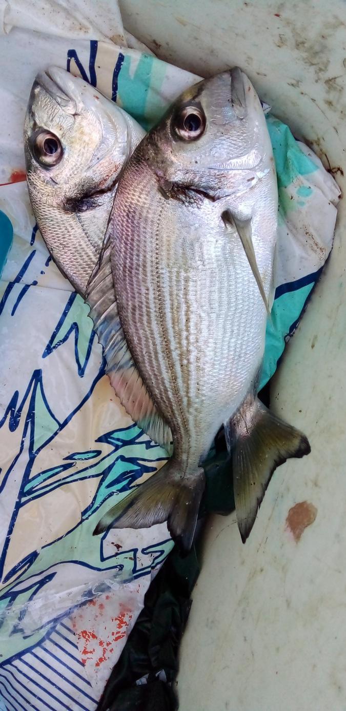 Pêche en mer : 2e édition de l’Open Surfcasting du Fium’orbu-Castellu-Oriente les 24 et 25 avril Pêche en mer : 2e édition de l’Open Surfcasting du Fium’orbu-Castellu-Oriente les 24 et 25 avril