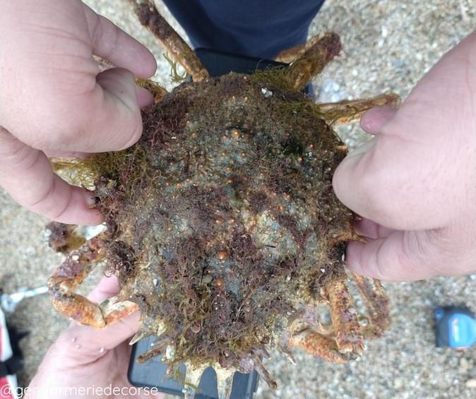 Corse-du-Sud : un pêcheur contrôlé avec une araignée de mer, espèce strictement protégée Corse-du-Sud : un pêcheur contrôlé avec une araignée de mer, espèce strictement protégée