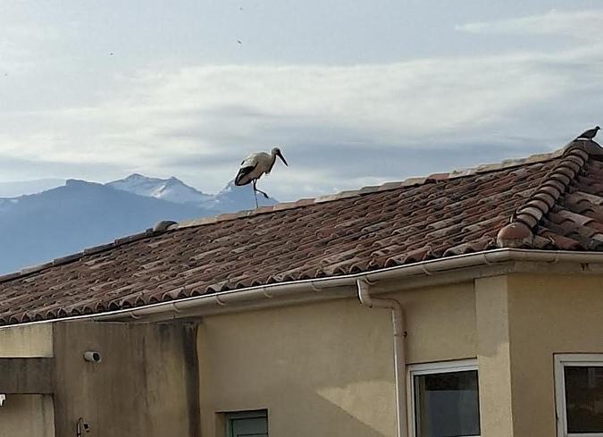 À Calvi, une cigogne blanche fait une halte remarquée sur un toit À Calvi, une cigogne blanche fait une halte remarquée sur un toit