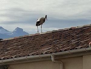 À Calvi, une cigogne blanche fait une halte remarquée sur un toit À Calvi, une cigogne blanche fait une halte remarquée sur un toit