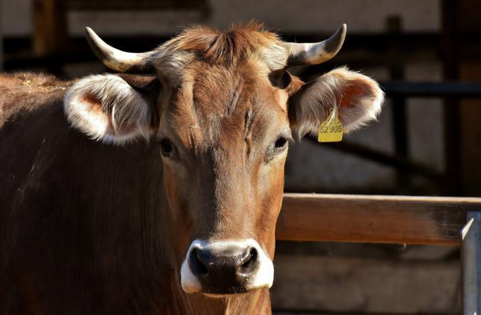 Plus d’un agriculteur sur deux touche moins que le SMIC en Corse Plus d’un agriculteur sur deux touche moins que le SMIC en Corse